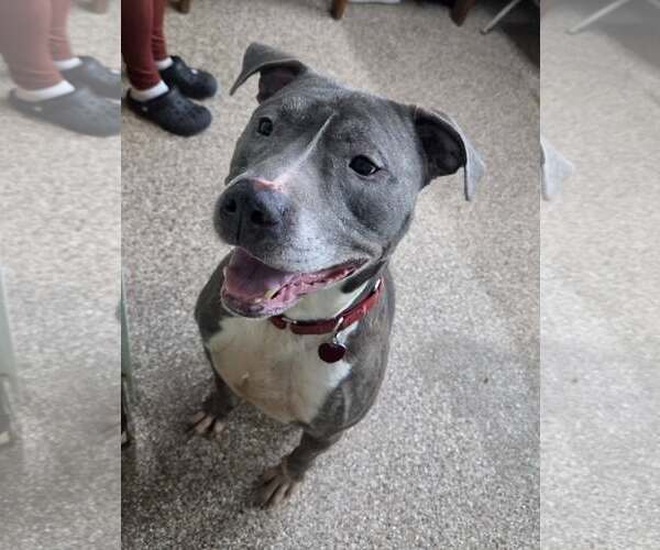 Medium Photo #2 Mutt Puppy For Sale in Martinsburg, WV, USA