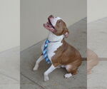 Small #2 American Pit Bull Terrier Mix