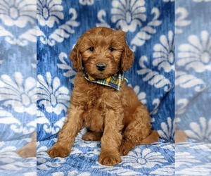 Goldendoodle (Miniature) Puppy for sale in CHRISTIANA, PA, USA