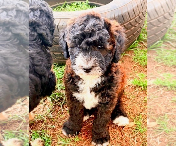 Medium Photo #1 Goldendoodle-Sheepadoodle Mix Puppy For Sale in BRANDON, FL, USA