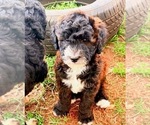 Image preview for Ad Listing. Nickname: Litter of 4