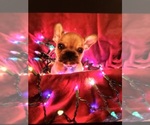 Small Photo #5 French Bulldog Puppy For Sale in COLUMBIA, OH, USA