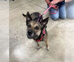 Small #1 Mutt
