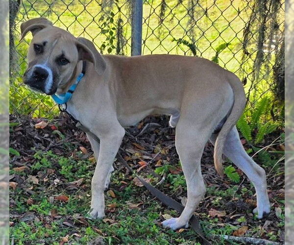 Medium Photo #1 American Pit Bull Terrier-Unknown Mix Puppy For Sale in Ocala, FL, USA