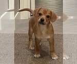 Small Photo #6 Beagle-Unknown Mix Puppy For Sale in New York, NY, USA