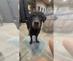 Small #7 Rottweiler