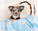 Puppy Elgin Chihuahua