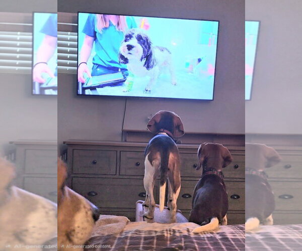 Medium Photo #3 Beagle Puppy For Sale in Tampa, FL, USA