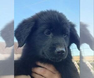 German Shepherd Dog-Golden Retriever Mix Puppy for sale in MODESTO, CA, USA