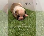 Puppy Hero American Bulldog