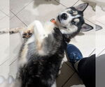 Small #2 Huskies  Mix
