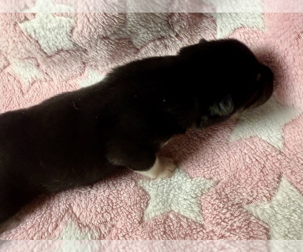 Medium Photo #8 Pomsky-Shiba Inu Mix Puppy For Sale in NASHUA, NH, USA