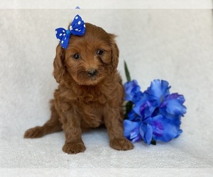 Goldendoodle-Poodle (Miniature) Mix Puppy for sale in CEDAR LANE, PA, USA