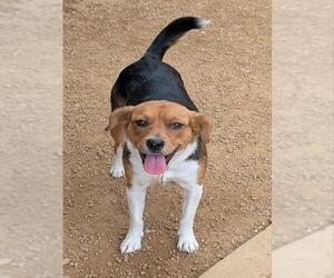 Beagle-Unknown Mix Dogs for adoption in Plano, TX, USA