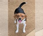 Small Beagle Mix