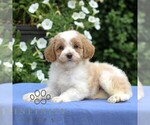 Small Cavapoo