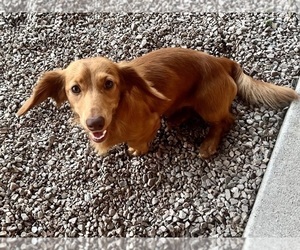 Father of the Dachshund puppies born on 06/09/2025