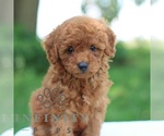 Small #3 Goldendoodle (Miniature)