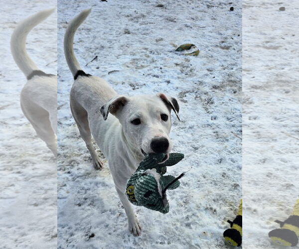 Medium Photo #3 Labrador Retriever-Unknown Mix Puppy For Sale in Rockaway, NJ, USA