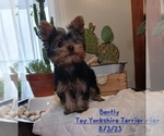 Puppy Bently Yorkshire Terrier