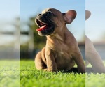 Small #2 French Bulldog