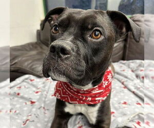 Mutt Dogs for adoption in Anchorage, AK, USA