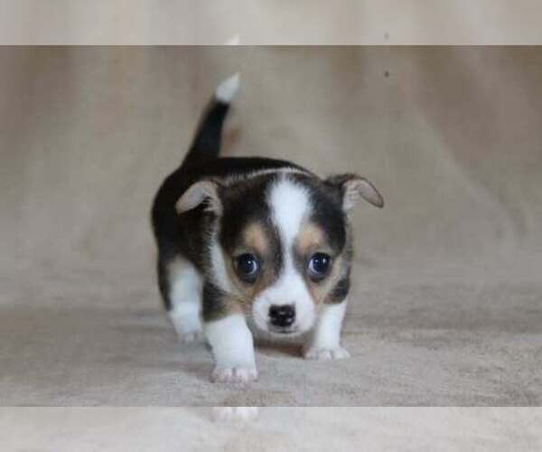 Medium Photo #42 Chihuahua Puppy For Sale in HUDSONVILLE, MI, USA