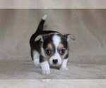 Small Photo #42 Chihuahua Puppy For Sale in HUDSONVILLE, MI, USA