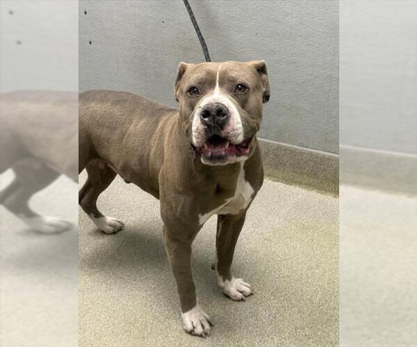 Medium Photo #1 Mutt Puppy For Sale in Las Vegas, NV, USA