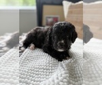 Small #15 Bernedoodle