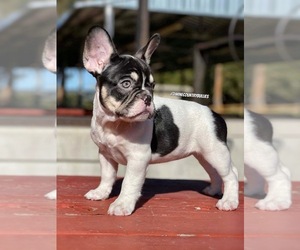 Medium French Bulldog