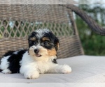Small Photo #5 Yorkshire Terrier Puppy For Sale in HOUSTON, TX, USA
