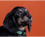 Small Photo #54 Dachshund Puppy For Sale in CROWLEY, TX, USA
