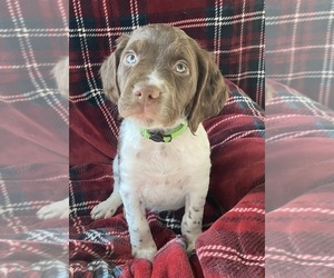 Brittany Puppy for sale in GRANVILLE, MA, USA