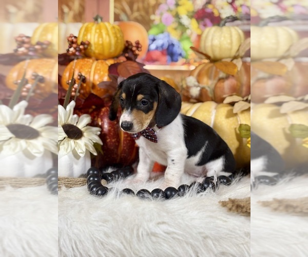Medium Photo #4 Dachshund Puppy For Sale in RIPLEY, MS, USA