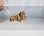 Small #3 Bernedoodle (Miniature)