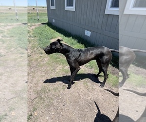 Father of the Great Dane puppies born on 06/02/2025