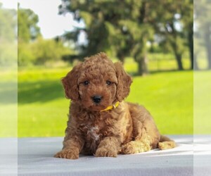 Goldendoodle-Poodle (Miniature) Mix Puppy for sale in MYERSTOWN, PA, USA