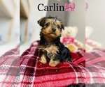 Small Photo #10 Yorkshire Terrier Puppy For Sale in COOKEVILLE, TN, USA
