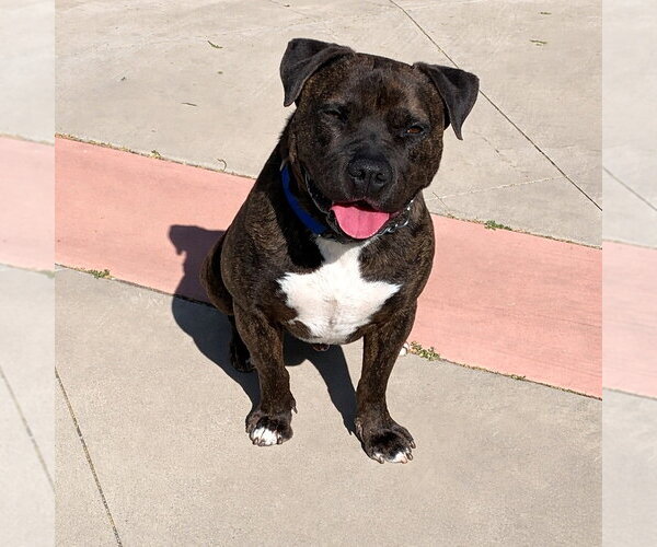 Medium Photo #32 American Staffordshire Terrier-Unknown Mix Puppy For Sale in Lake Forest, CA, USA