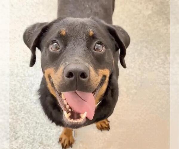 Medium Photo #2 Rottweiler Puppy For Sale in Houston, TX, USA