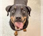 Small #1 Rottweiler