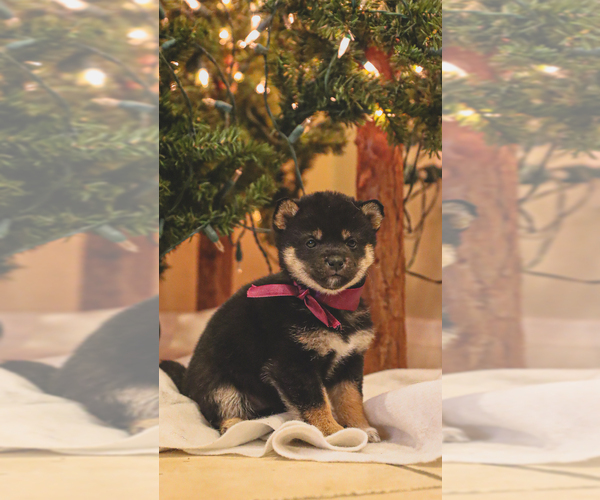 Medium Photo #4 Shiba Inu Puppy For Sale in NORTHRIDGE, CA, USA