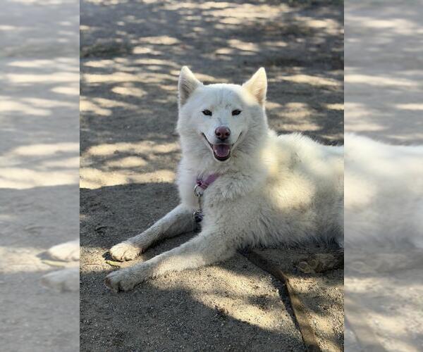 Medium Photo #1 Siberian Husky Puppy For Sale in Santa Maria, CA, USA