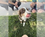 Small #5 Australian Shepherd