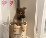 Small Photo #2 German Shepherd Dog Puppy For Sale in ROCKFIELD, KY, USA