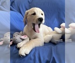 Small Photo #1 Golden Labrador Puppy For Sale in LIVE OAK, FL, USA
