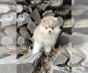 Pomsky Puppy for sale in STAPLES, MN, USA