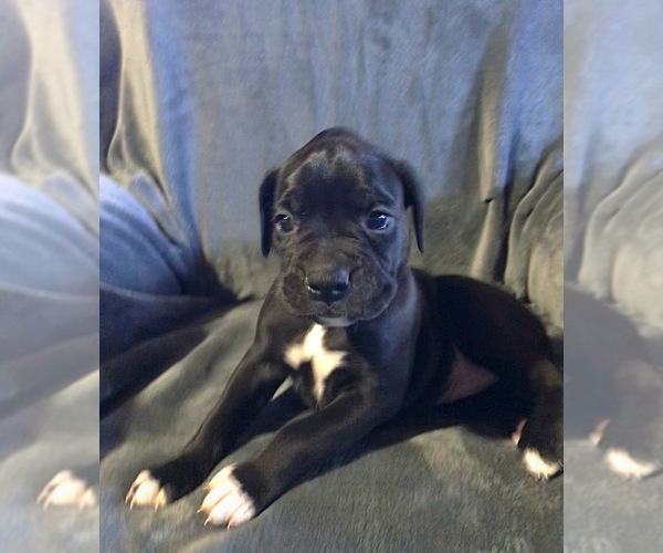 Medium Photo #1 Boxer Puppy For Sale in APPLE CREEK, OH, USA
