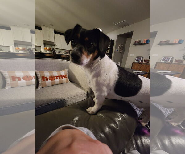 Medium Photo #4 Chihuahua-Unknown Mix Puppy For Sale in Holly Springs, NC, USA